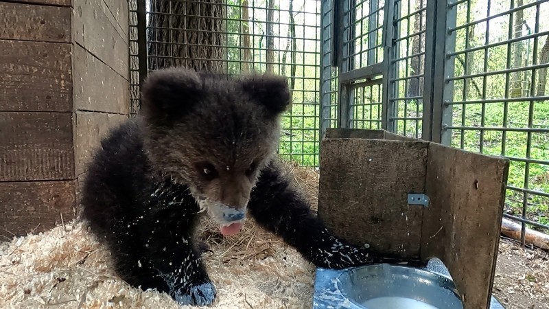 Медвежонок из Коми Кира осталась зимовать в Тверском центре спасения медвежат-сирот