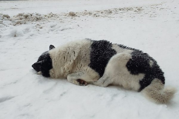 В Сыктывкаре ищут сбитую собаку: приют просит помощи в поисках