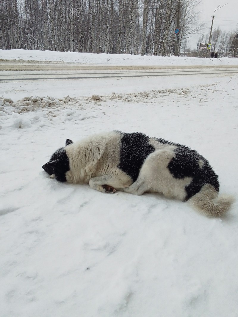 В Сыктывкаре ищут сбитую собаку: приют просит помощи в поисках
