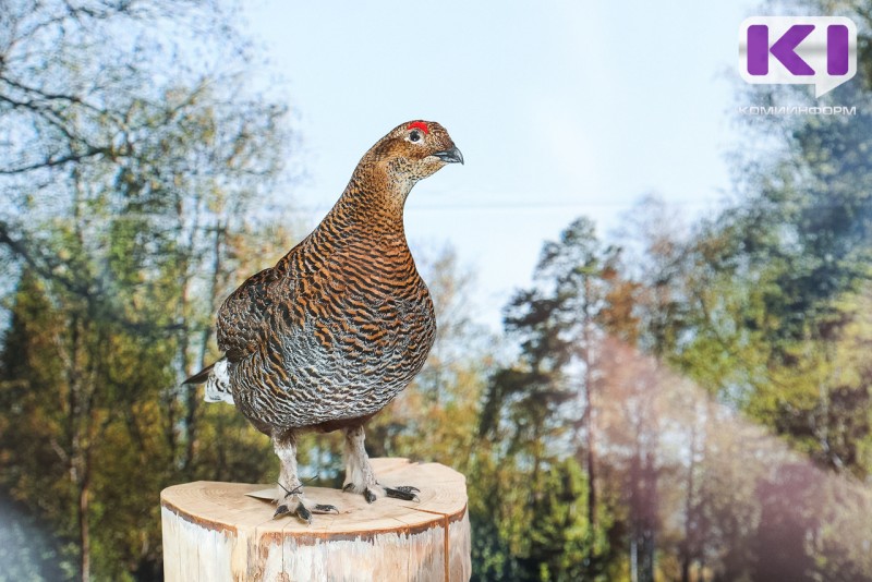 Популяция тетеревиных птиц в Национальном парке "Койгородский" увеличилась в 2025 году