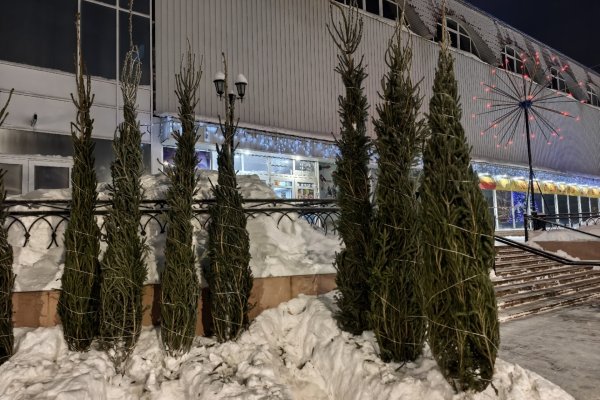 В Сыктывкаре можно купить 4-метровую живую елку из Прилузья 