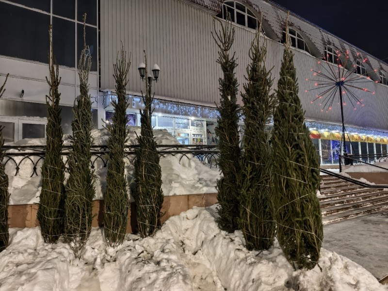 В Сыктывкаре можно купить 4-метровую живую елку из Прилузья 