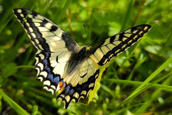 Благодаря мониторингу в Коми обнаружен редкий кречет и получены новые данные по северному оленю