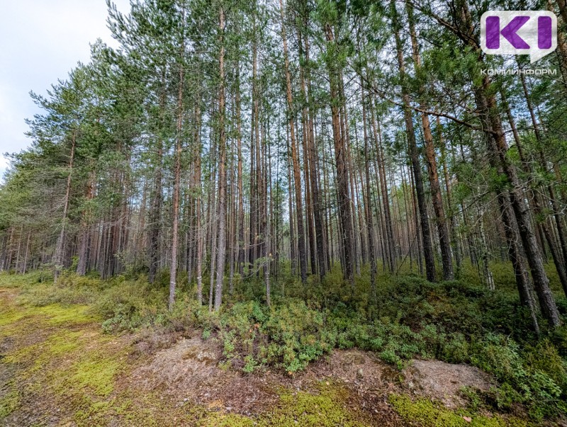 По итогам прокурорской проверки лесопользователи погасили 130 млн рублей задолженности по арендной плате за пользование лесами