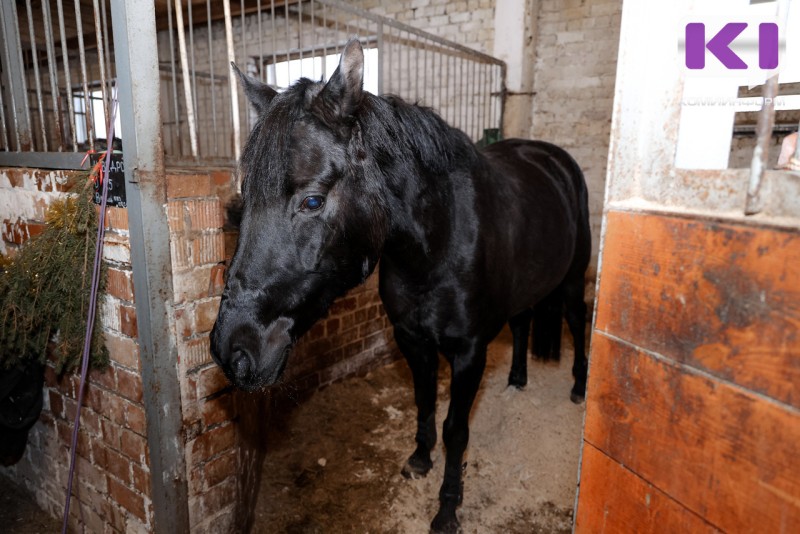 Год Лошади: как в Коми сохраняют традиции коневодства