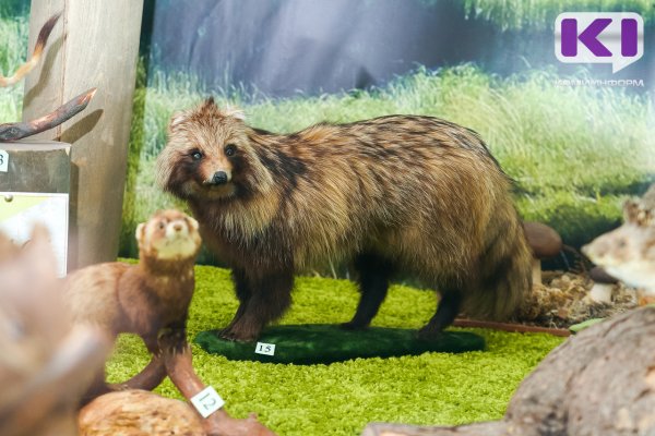 Чаще всего в самостоятельное путешествие по железной дороге в Коми отправлялись еноты