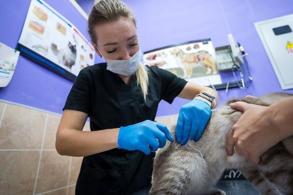 В 2025 году в Коми бесплатно кастрировали 1187 домашних животных