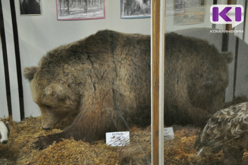 В Республике Коми в 2025 году вакцинировали от бешенства медведя, енота и обезьян