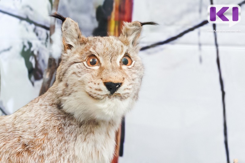 Фактов незаконной добычи и торговли редкими животными в Коми в 2025 году не зафиксировано