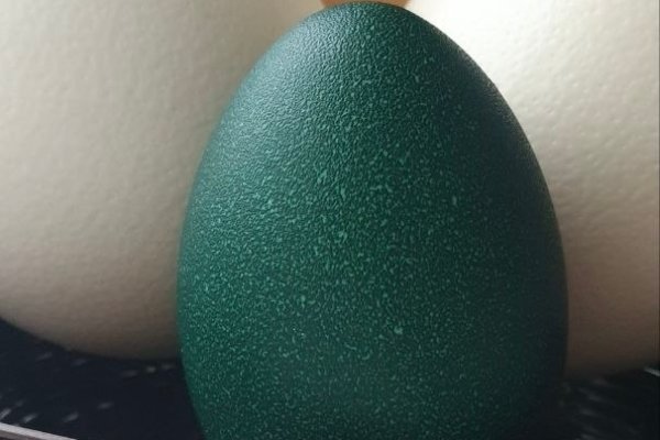 Страус Вася из Коми снес яйцо 