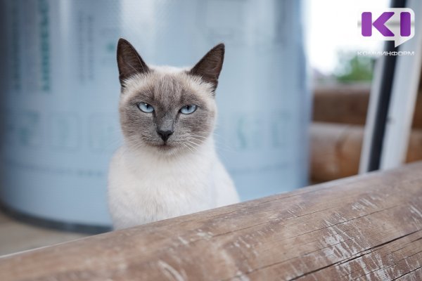 Комитет Госдумы одобрил проект о введении учета и маркировки домашних животных