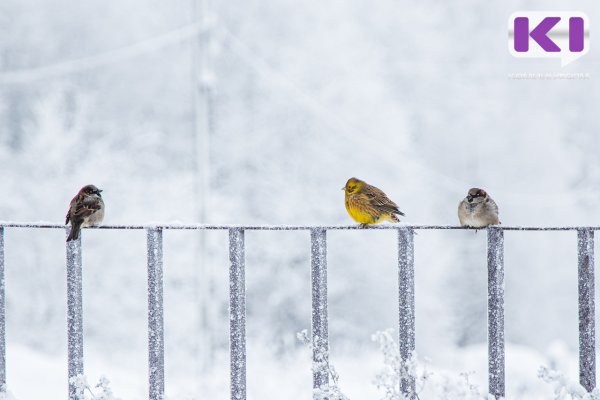 Погода в Коми 17 января: небольшой снег, -9...-14°С