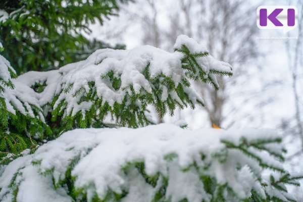 В Сыктывкаре оперативно устраняют завалы на лыжной трассе в районе 