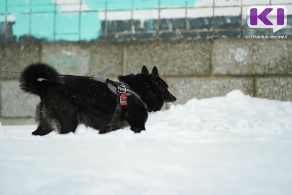 Сотрудники 