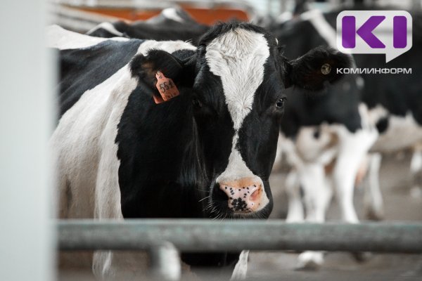 В Прилузском районе снят карантин по лейкозу крупного рогатого скота