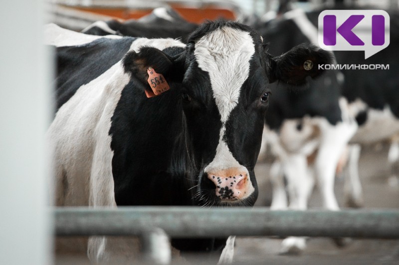 В Прилузском районе снят карантин по лейкозу крупного рогатого скота