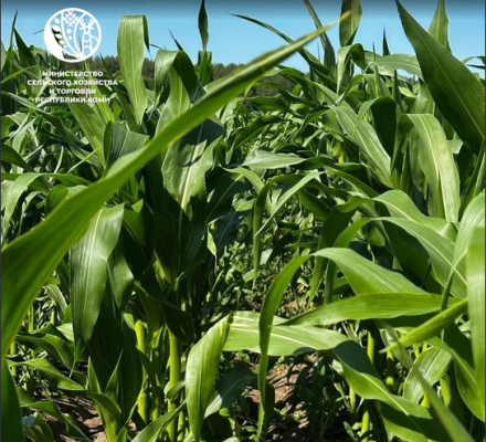 Какие проекты в сфере АПК реализовали в Прилузском районе в 2025 году