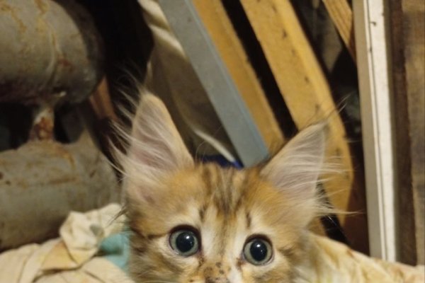 Время на исходе: в Воркуте около 40 кошек могут остаться без крова 