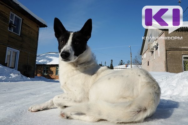 В Сыктывкаре не нашлось желающих заняться отловом бродячих собак