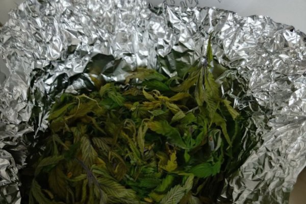 Полицейские изъяли у жителя Печоры партию конопли и оборудование для её культивирования