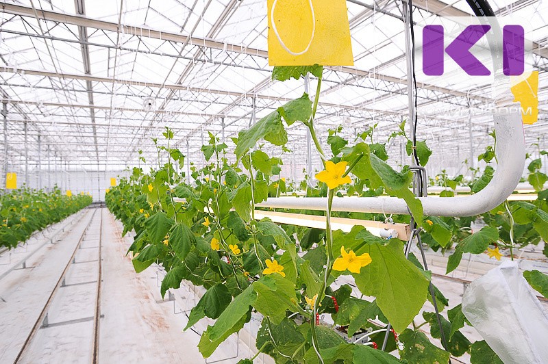 "Сыктывкарский водоканал" взыскивает с "Пригородного" долги за водоснабжение 