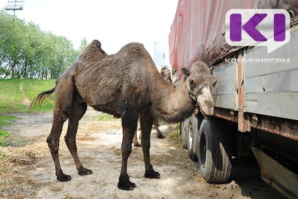 Служба экстренных вызовов 112 начнет принимать сообщения о жестоком обращении с животными 