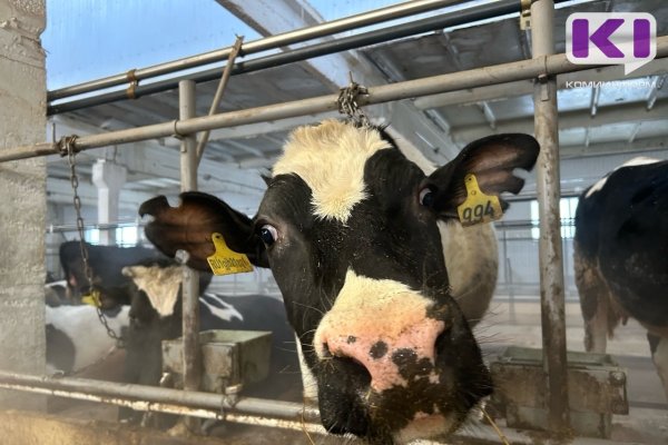 Из руин в коровник: в Пажге открыли ферму на 200 голов после шести лет запустения