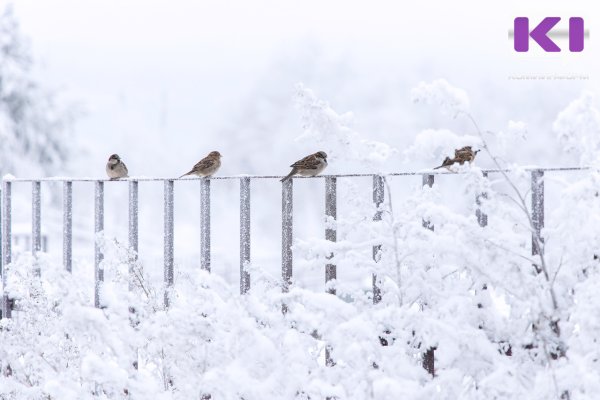 Погода в Коми 7 февраля: небольшой снег, -10...-15°С