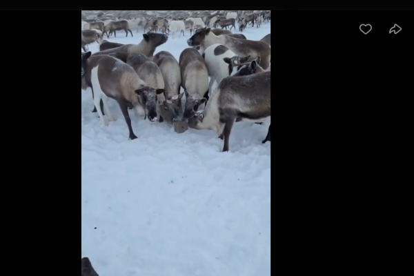 На коми оленях испытают лизунцы со вкусом аниса 