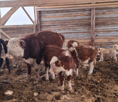 Как господдержка помогает прилузскому фермеру успешно вести хозяйство
