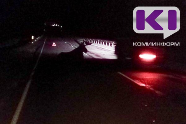 На дороге в Максаковку водители сняли на видео лося 