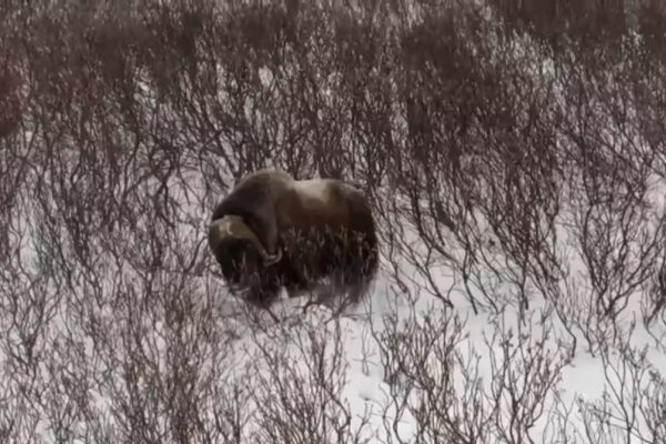 Овцебыков в Воркуте не будет - проект экспериментальной фермы не нашел инвесторов 