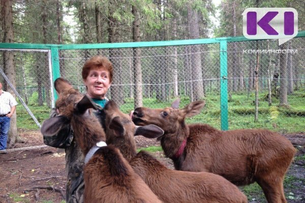 Лосей в Якше спасут от голода - весной на ферме начнется строительство нового загона 