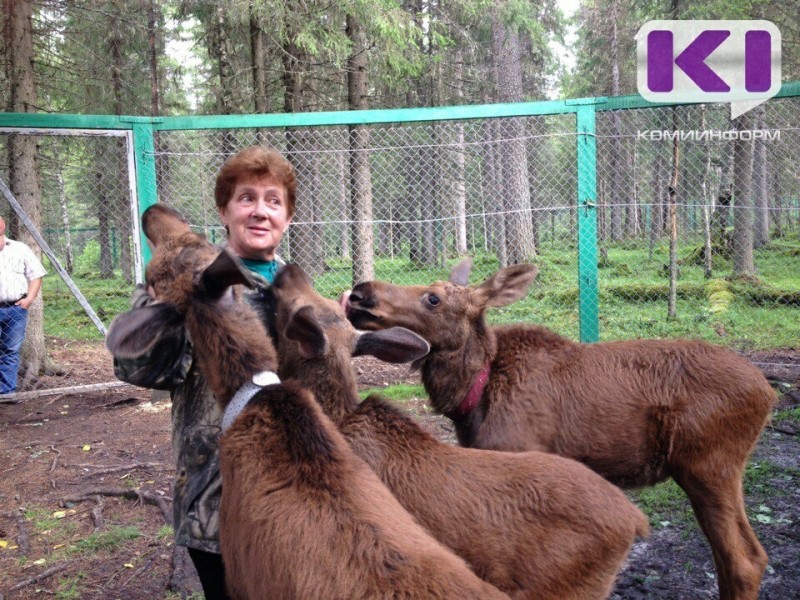 Лосей в Якше спасут от голода - весной на ферме начнется строительство нового загона 