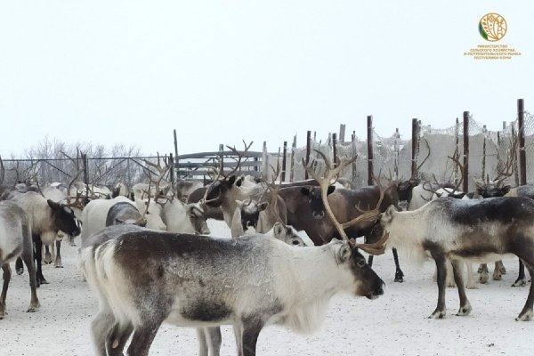 В 2026 году на покупку оборудования для оленеводческих баз Коми выделят 159,3 млн рублей