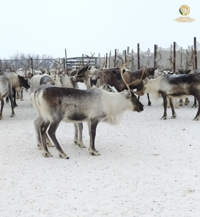 В 2026 году на покупку оборудования для оленеводческих баз Коми выделят 159,3 млн рублей
