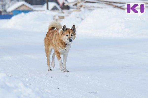 В Прилузье хозяйка лайки заплатит 10 тысяч рублей укушенному ребенку 