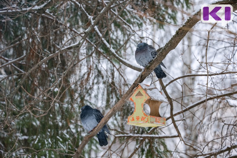 Погода в Коми 13 февраля:  на юге -9°С, на севере -33°С