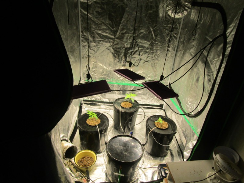 В Воркуте выявили наркопритон и изъяли из незаконного оборота марихуану и кусты конопли

