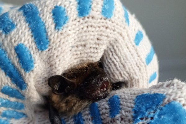Истощенную летучую мышь нашли в гараже Сыктывкара