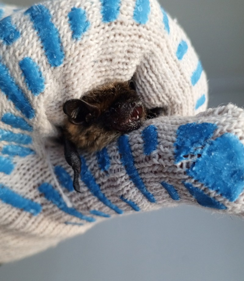 Истощенную летучую мышь нашли в гараже Сыктывкара