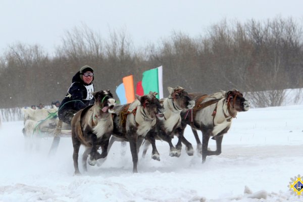 В Инте началась подготовка к празднику оленеводов 
