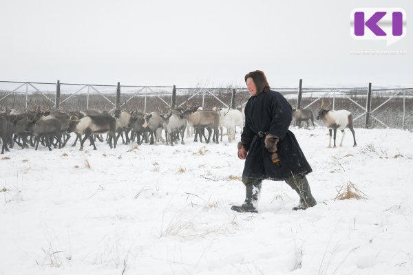 В Коми за 2025 год 311 оленеводов получили меры социальной поддержки