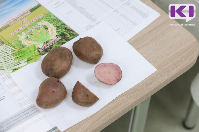 Фермеров Коми предупредили о неблагоприятной обстановке с семенами картофеля в стране 