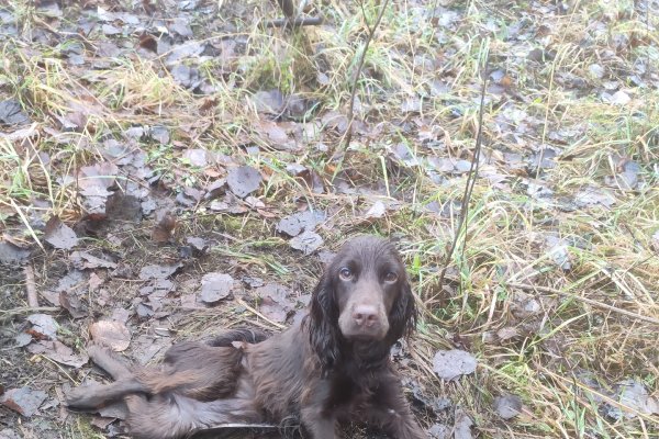 Спаниелю со сломанным позвоночником из Удоры не нашли хозяина 