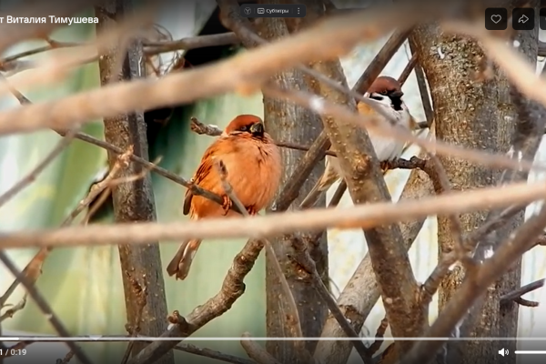 Воробей-мутант в Сыктывкаре удивил горожан охристой окраской 