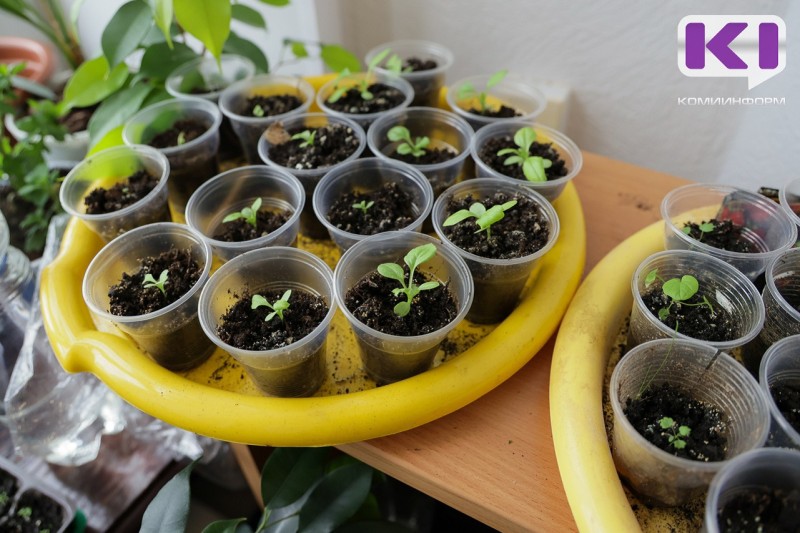 Когда начинать подкормку рассады: сроки для овощей и цветов

