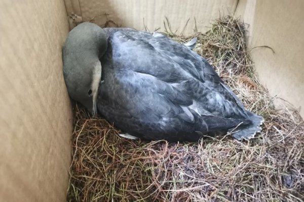 В Кирове умерла краснокнижная редкая гагара, которую нашли в Коми в начале января