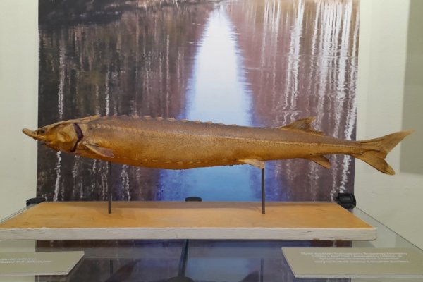 В Сыктывкаре открылась научная выставка 