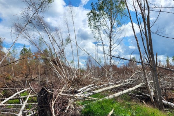 Сильные ветра в Коми повалили 0,8 тыс.га леса, это больше половины поврежденного леса 